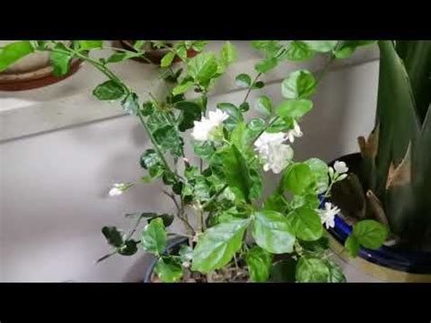 茉莉花招財|【門口種茉莉花好嗎】門口種茉莉花好嗎？風水禁忌大公開，讓你。